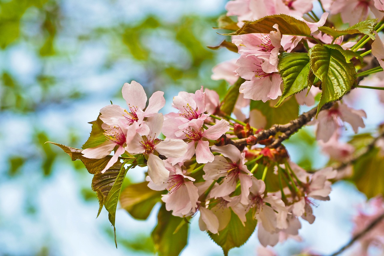 flower  nature  tree free photo