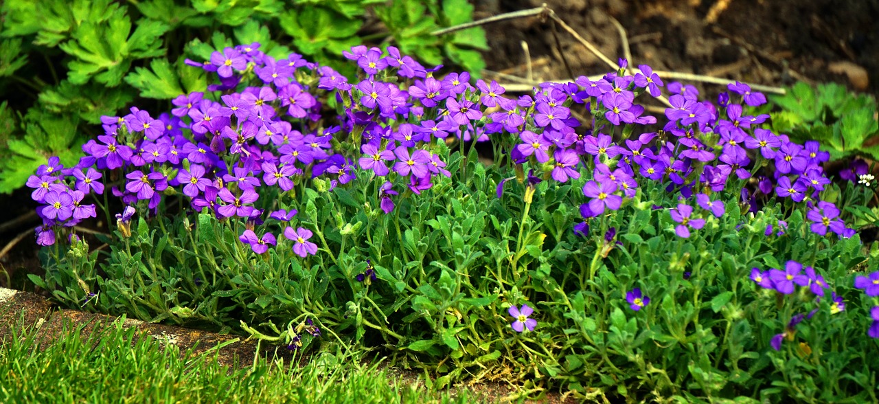 flower  plant  nature free photo