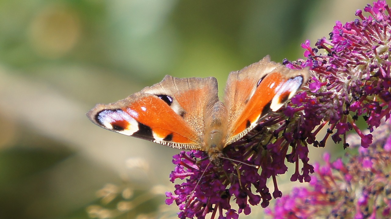 flower  nature  butterfly free photo