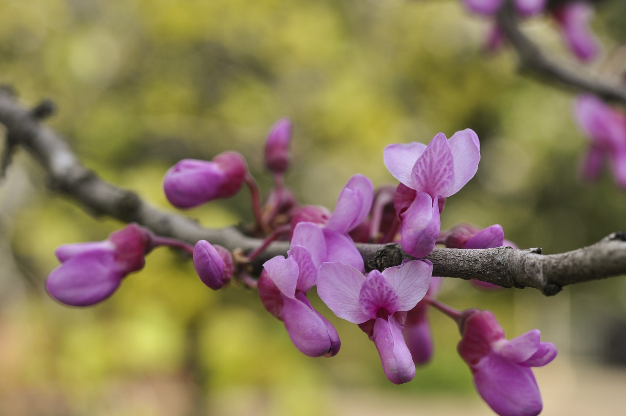 flower  nature  flora free photo