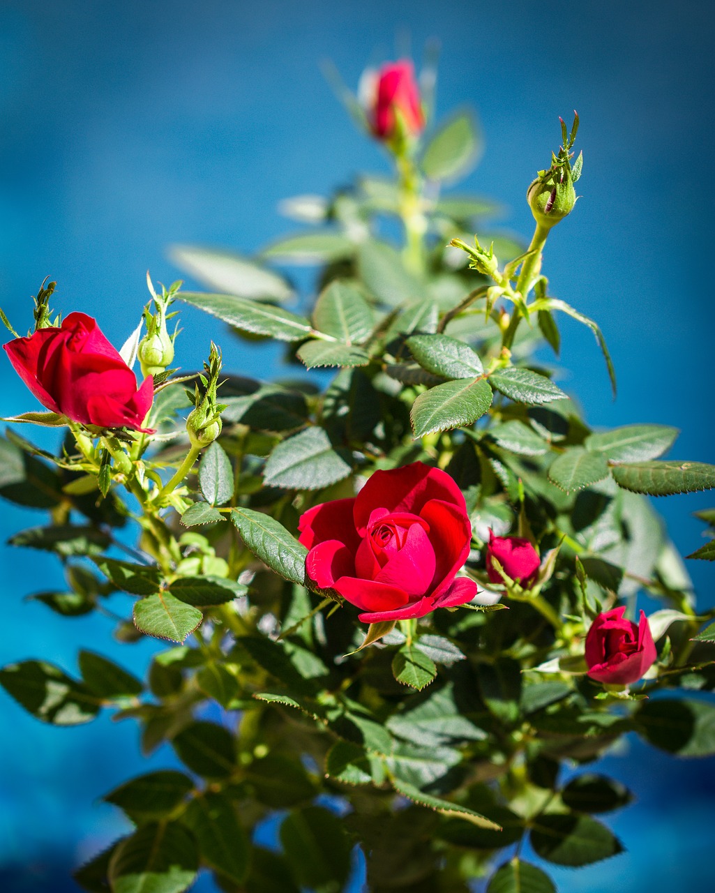 flower  rose  plant free photo