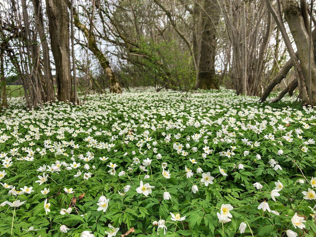 flower  plant  nature free photo