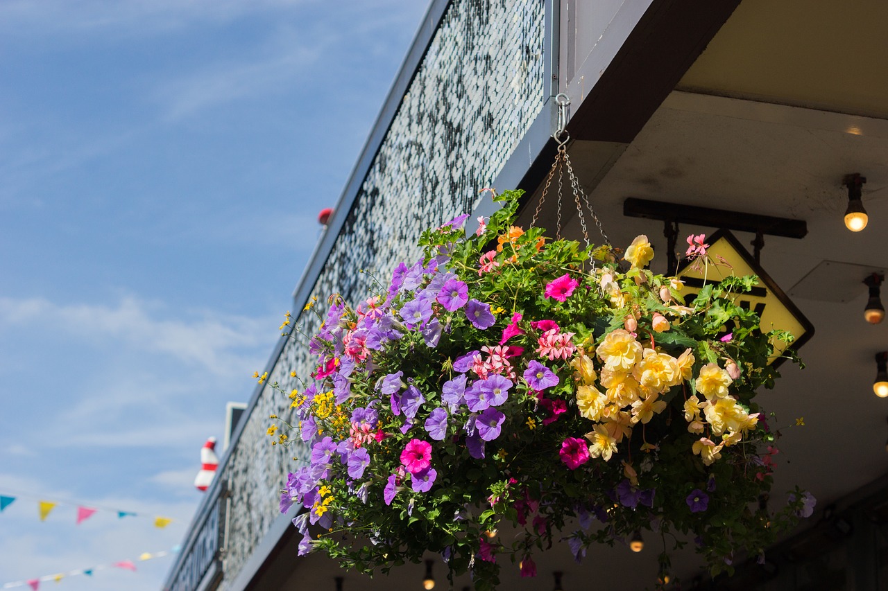 flower  summer  sky free photo