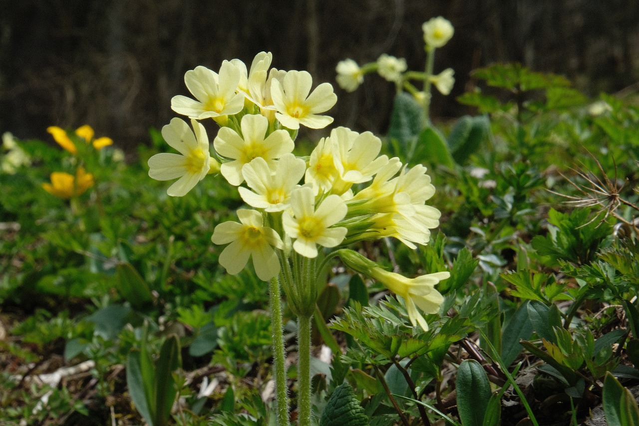 flower  nature  plant free photo