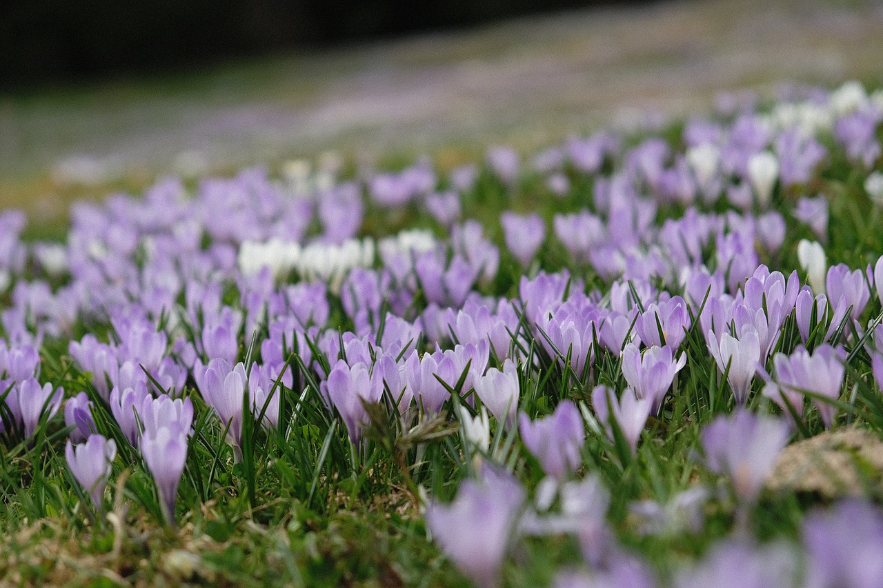 flower  nature  plant free photo