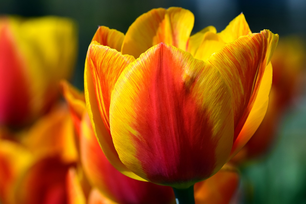 flower  tulip  nature free photo