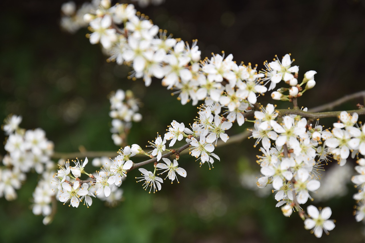 flower  plant  nature free photo