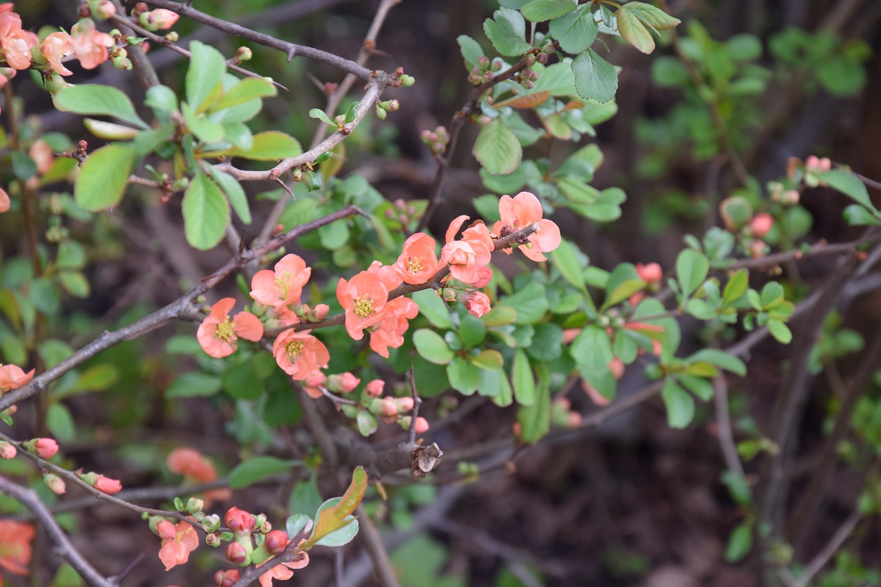 flower  plant  nature free photo