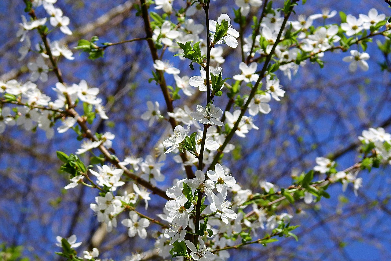 flower  branch  plant free photo