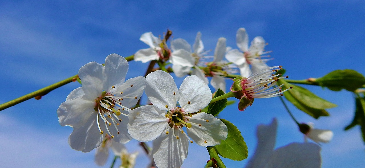 flower  nature  plant free photo