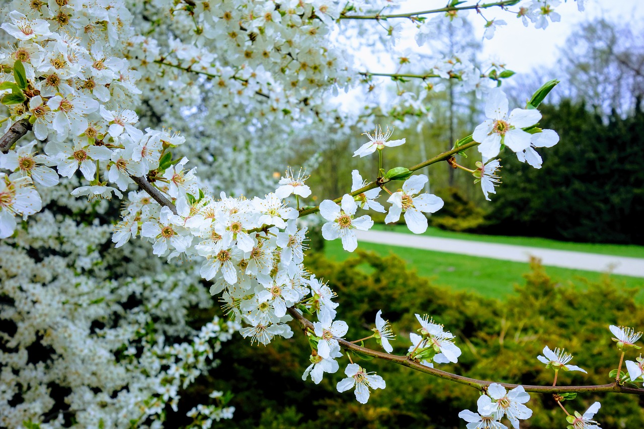 flower  nature  plant free photo