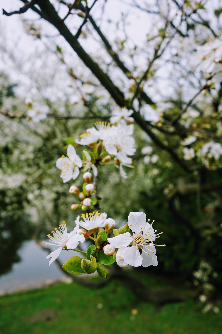 flower  nature  plant free photo