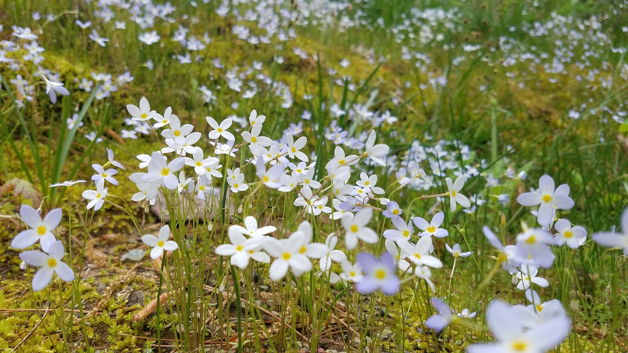 flower  nature  flora free photo