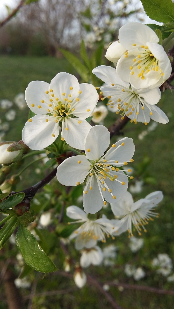 flower  nature  plant free photo