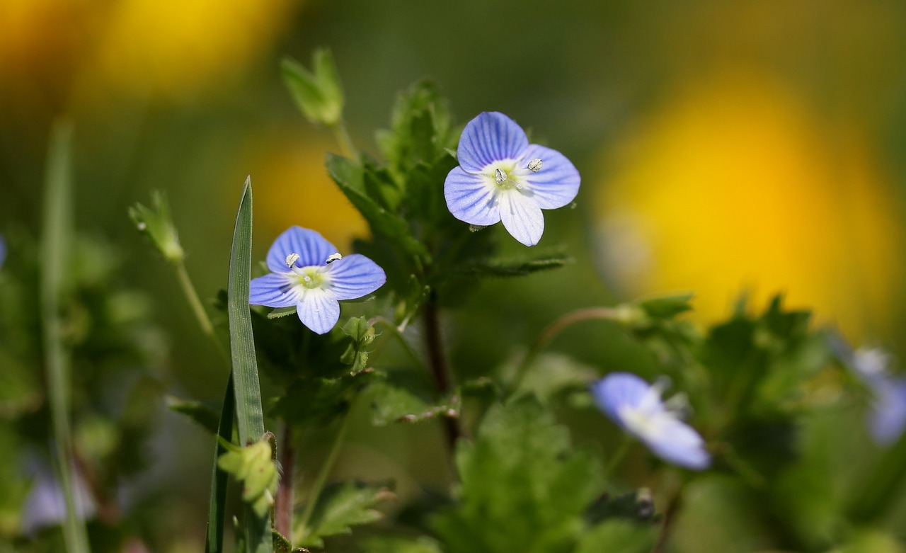 flower  blue  small free photo