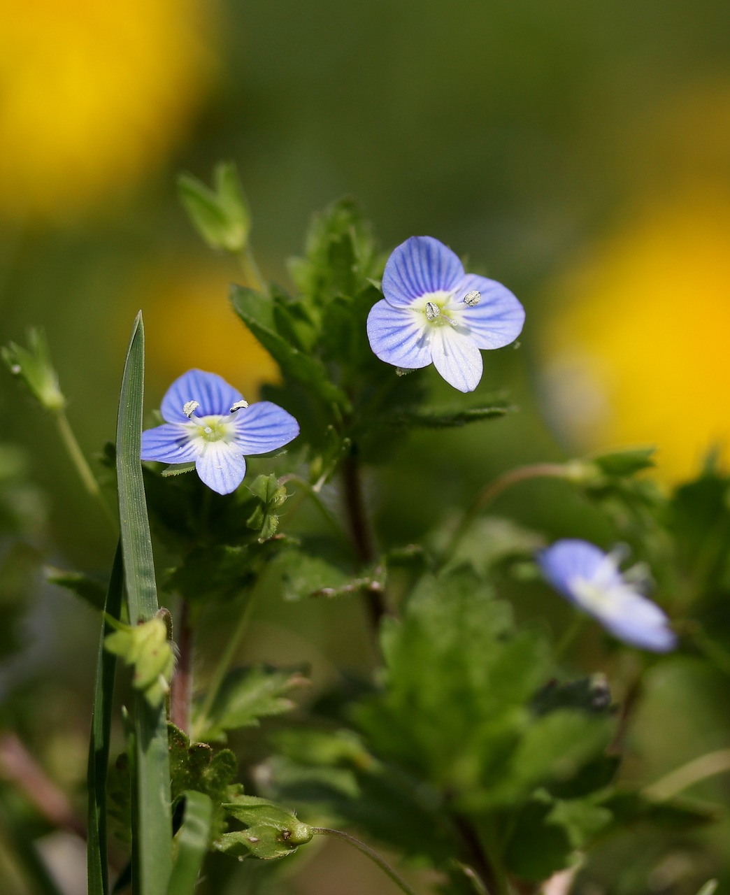 flower  blue  small free photo