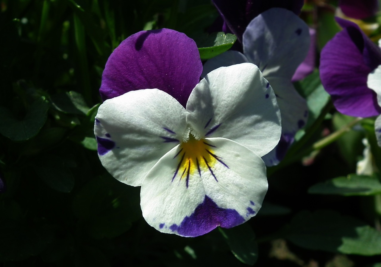 flower  pansy  spring free photo