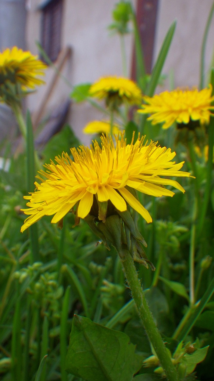 flower  bloom  spring free photo