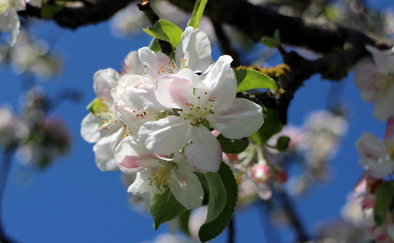 blossom bloom apple blossom free photo