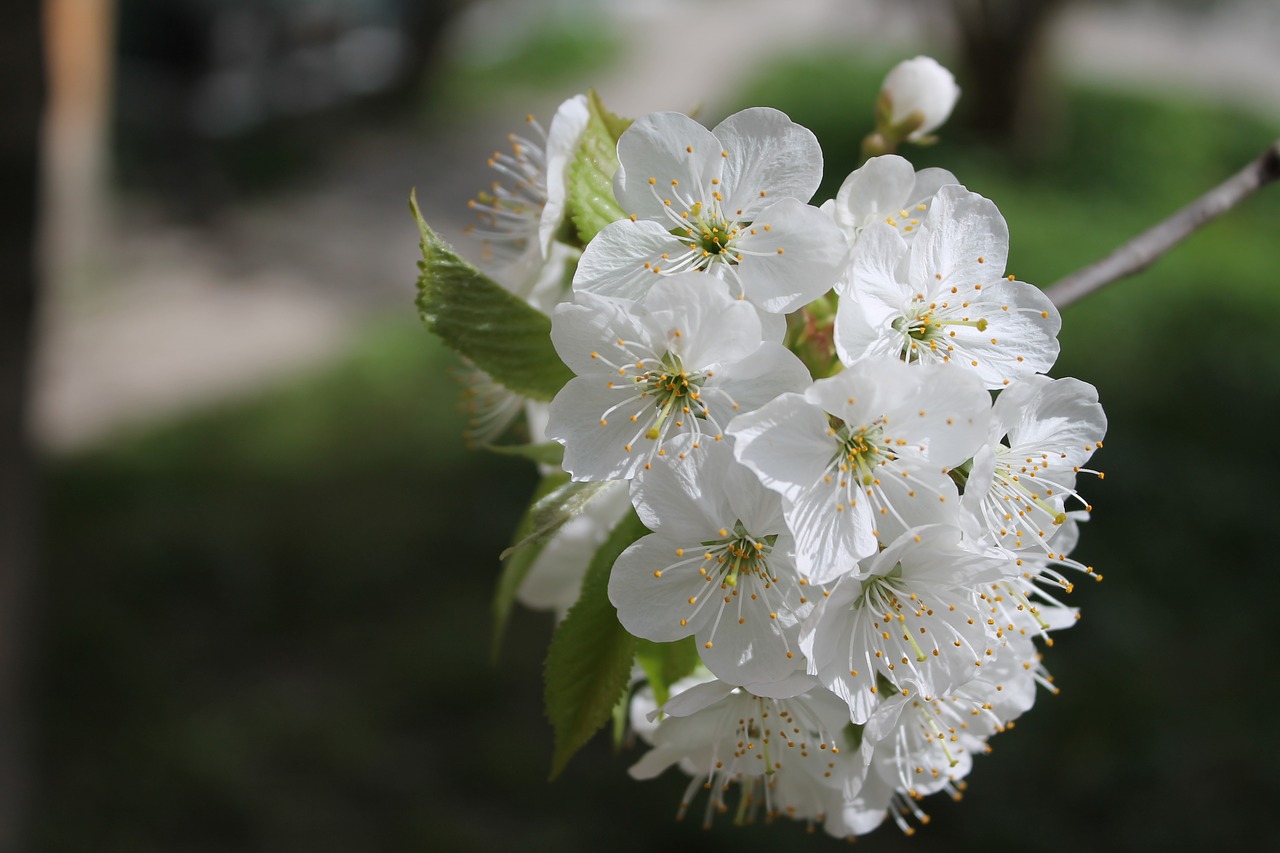 flower  plant  nature free photo