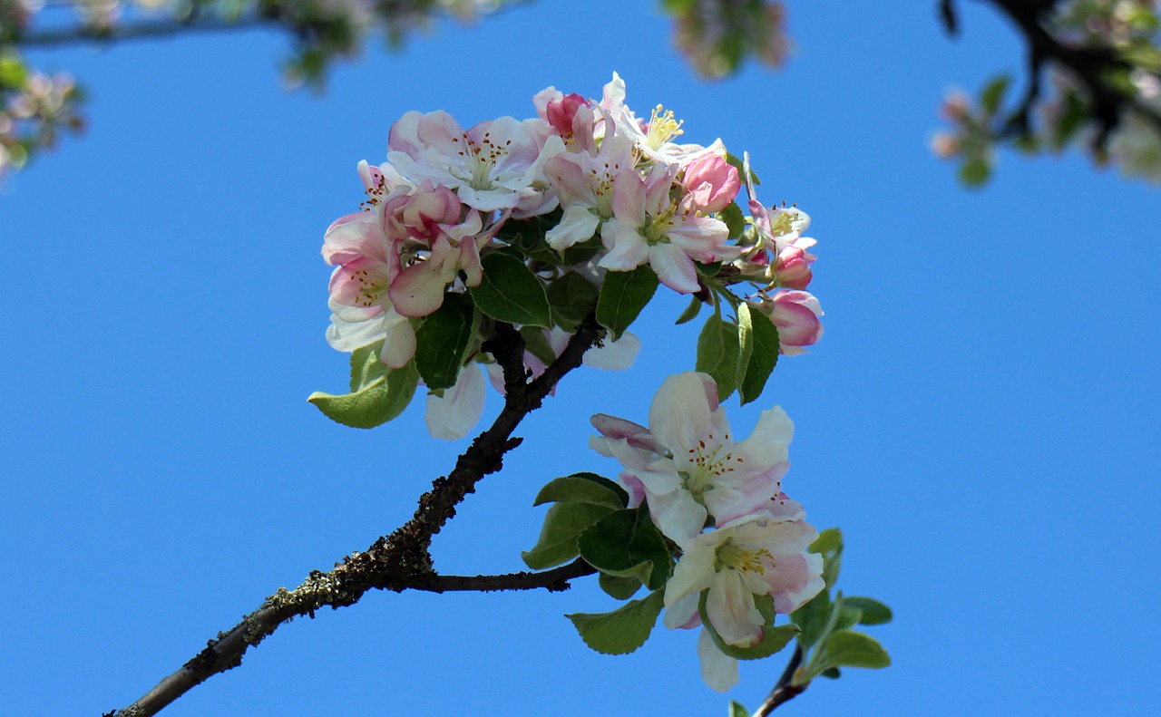 blossom bloom apple blossom free photo