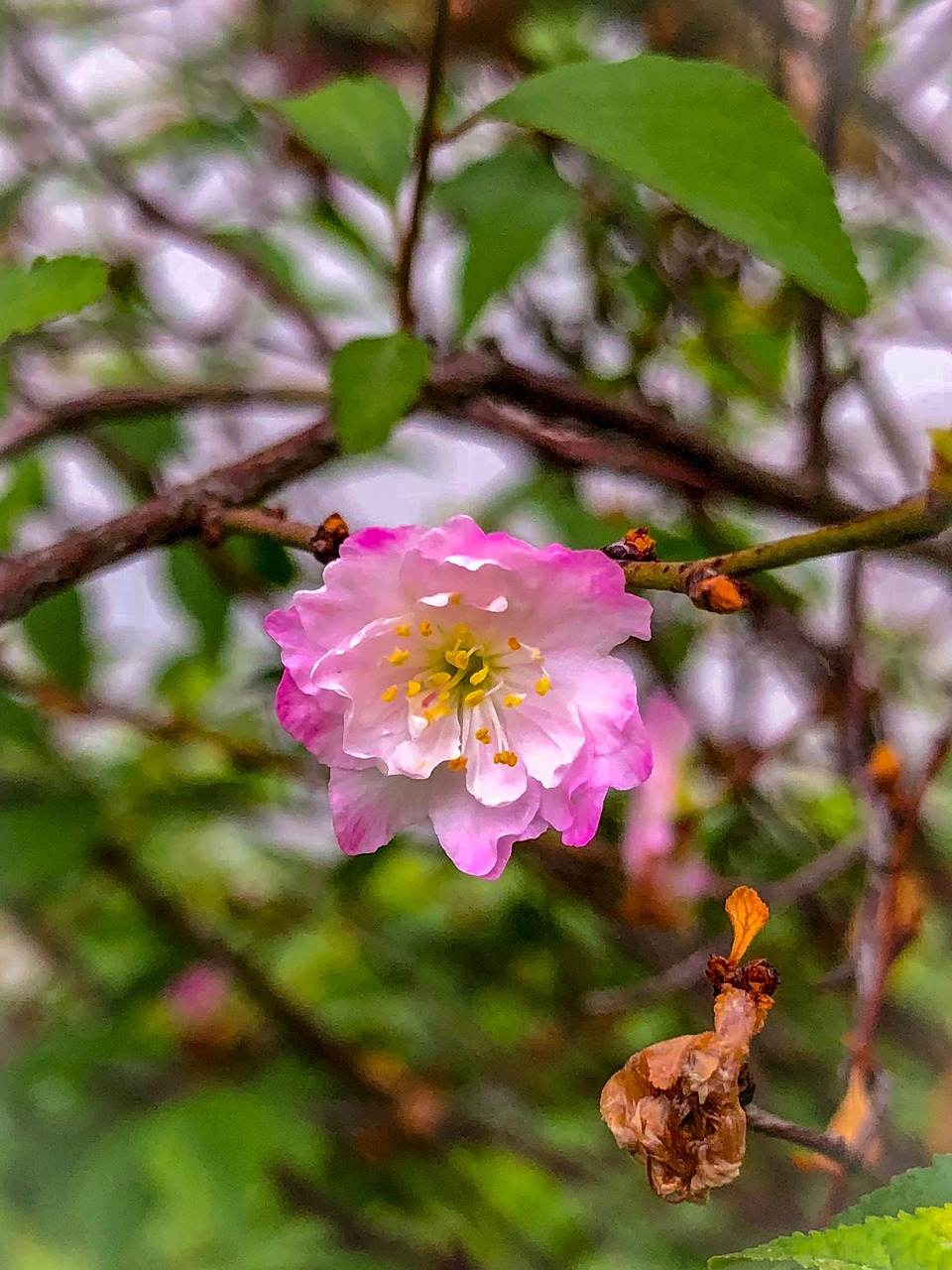 flower  tree  nature free photo