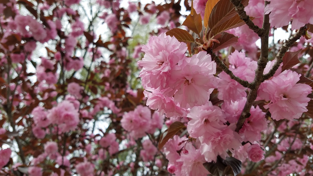 flower  tree  branch free photo