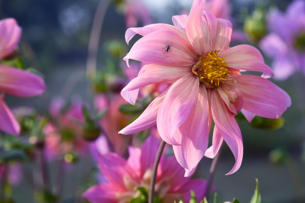 flower  nature  dahlia free photo