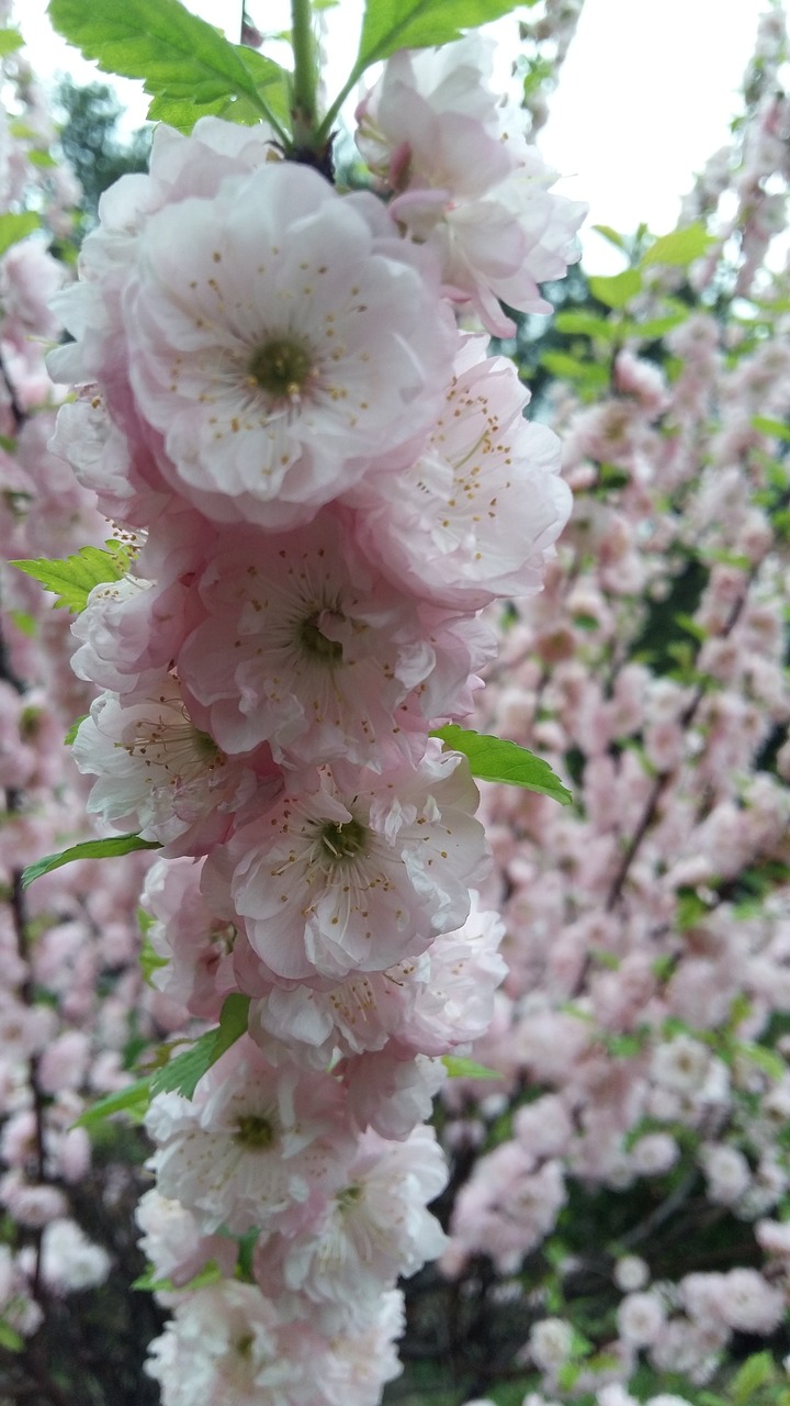 flower  plant  tree free photo