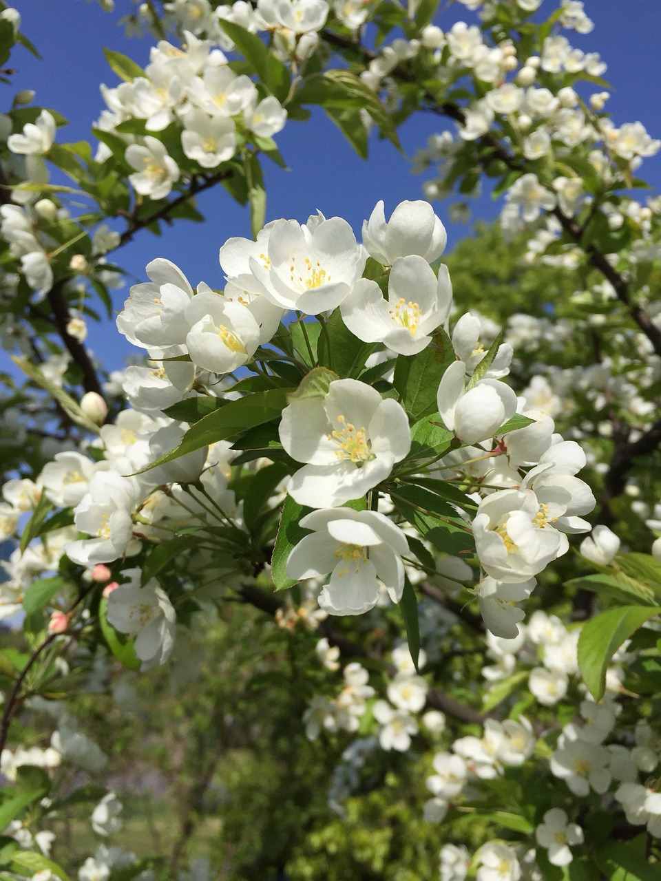 flower  plant  nature free photo