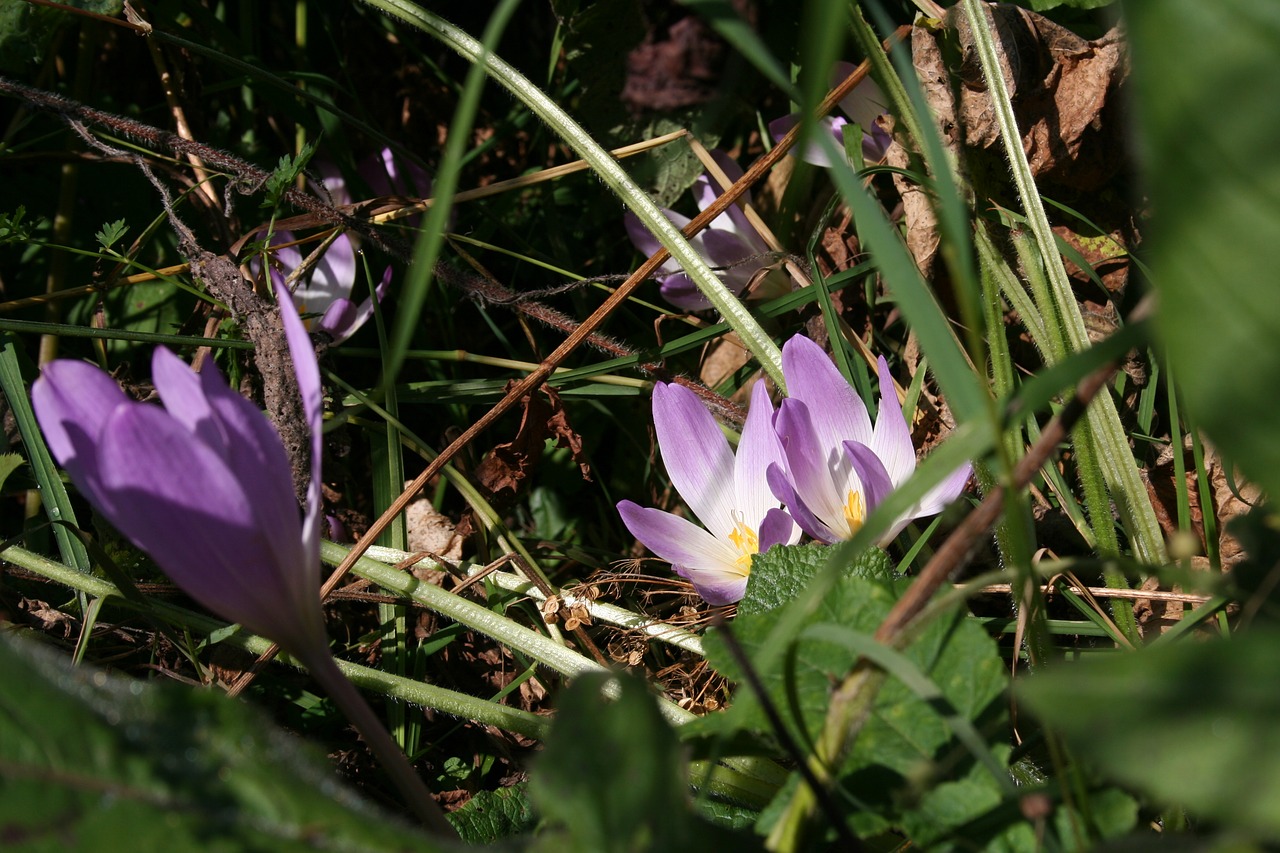 flower  nature  plant free photo