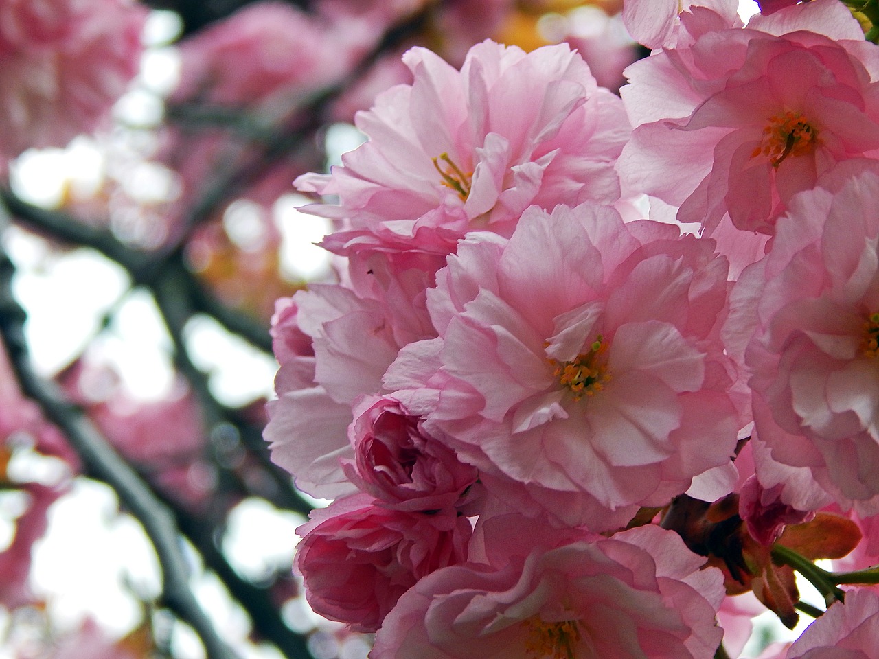 flower  plant  branch free photo