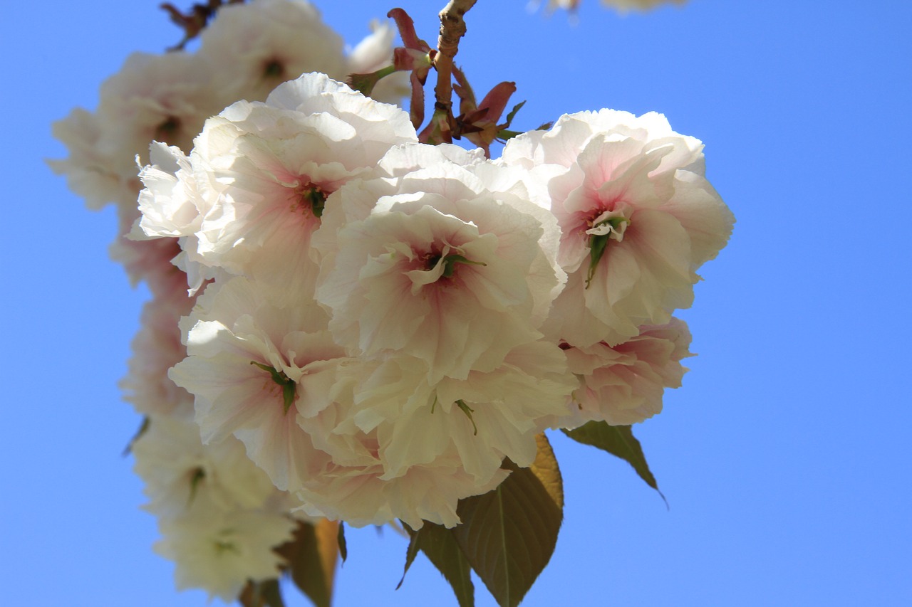 flower  plant  nature free photo