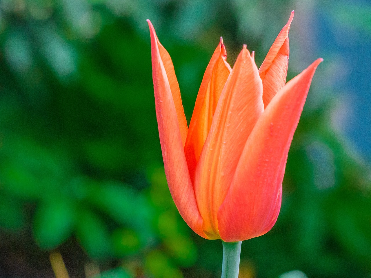 flower  blossom  bloom free photo