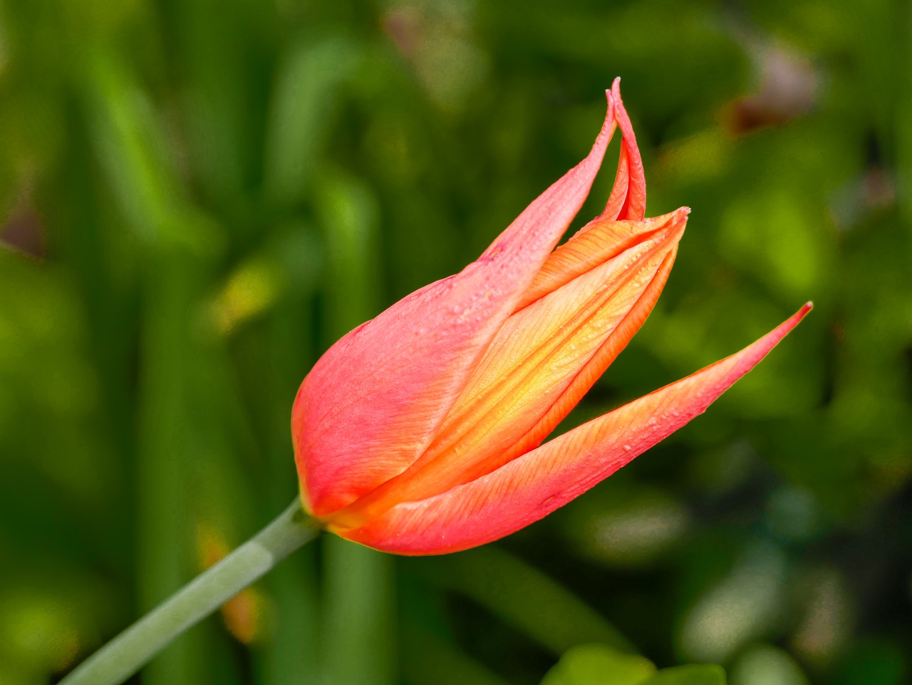 flower  plant  bright free photo