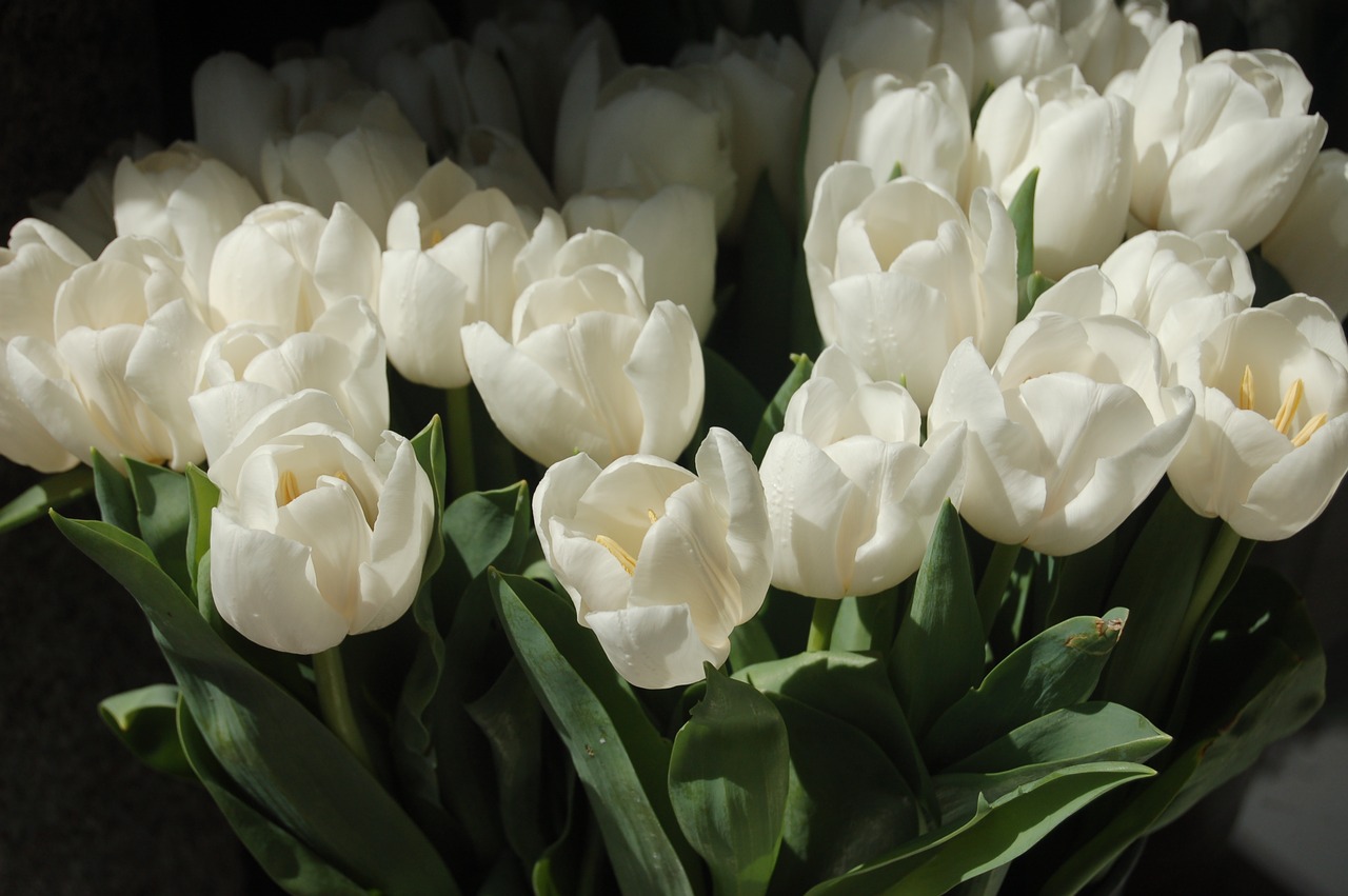 flower  floral  tulips free photo