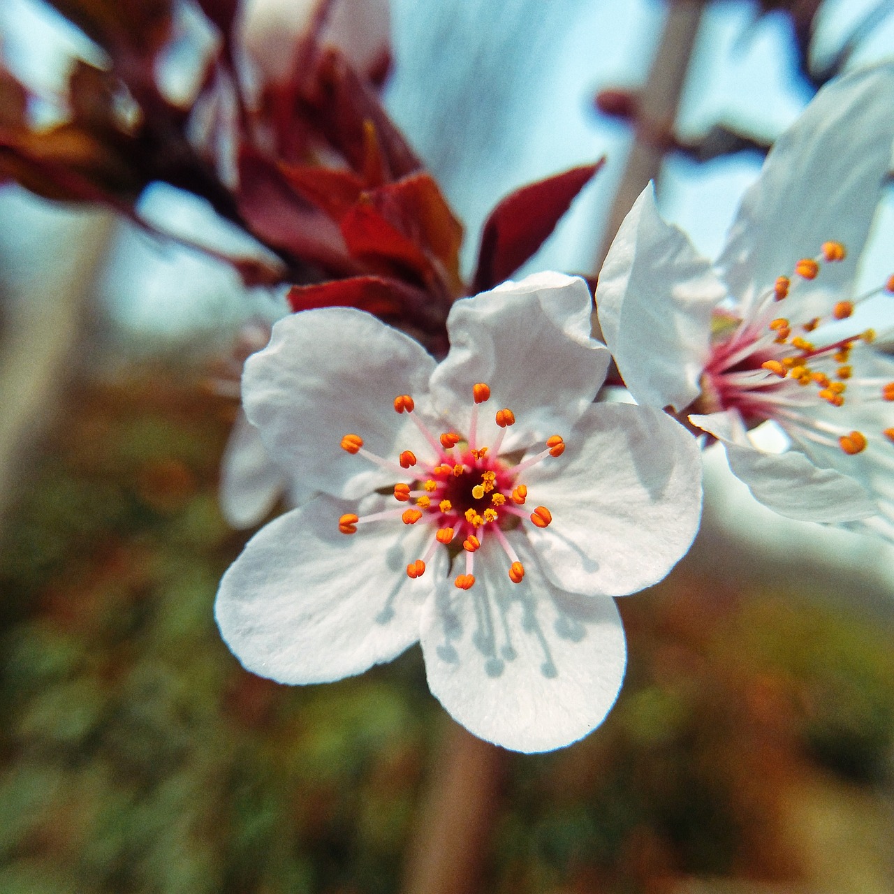 flower  cherry wood  plant free photo