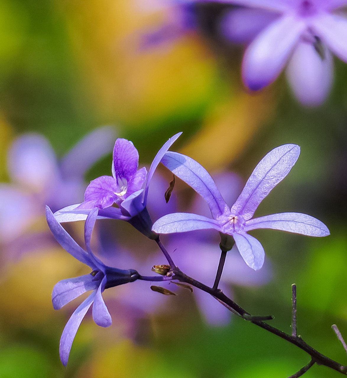 flower  nature  plant free photo