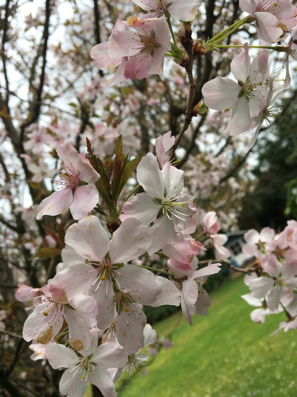 flower  cherry  tree free photo