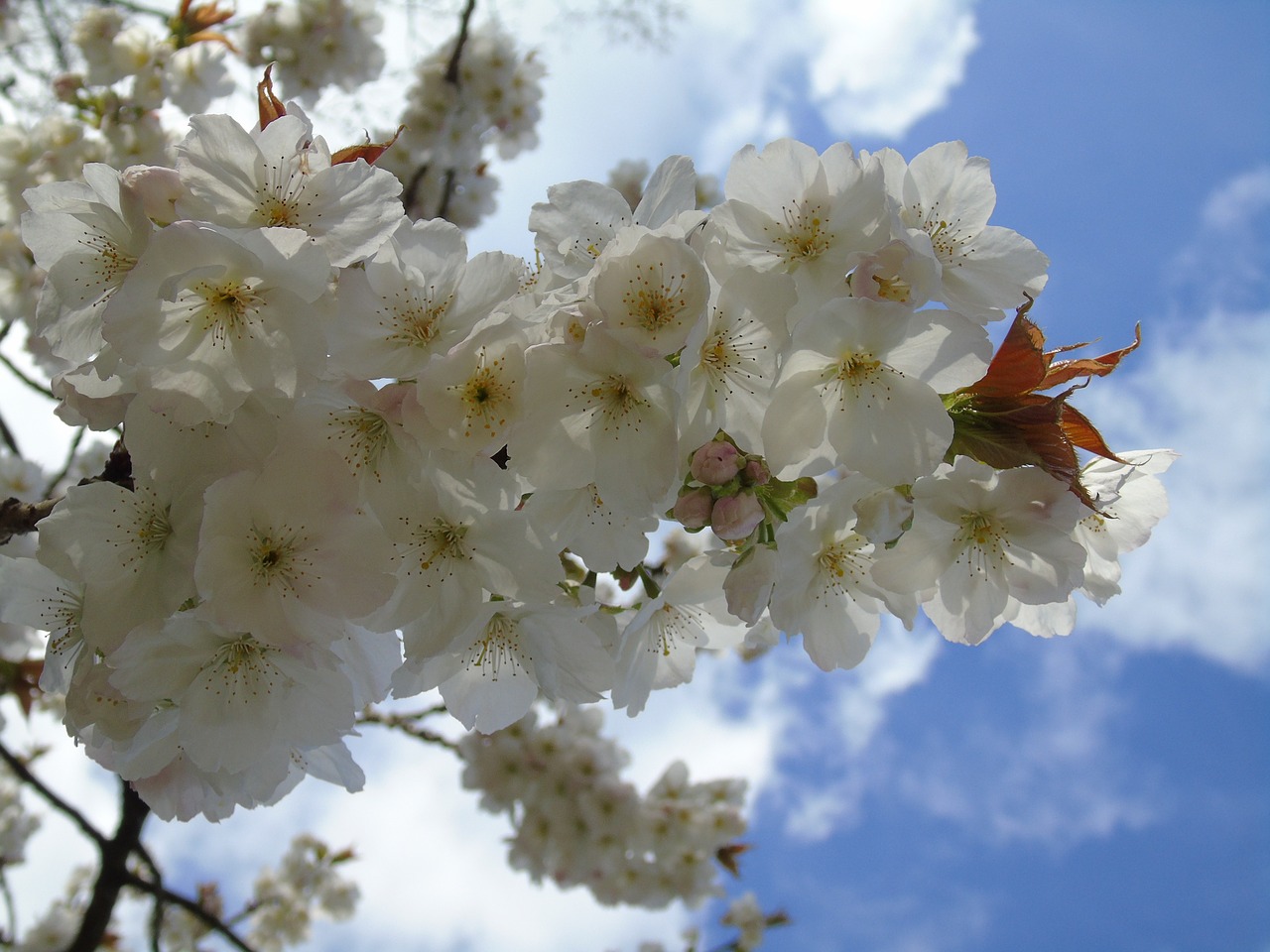 flower  cherry  branch free photo