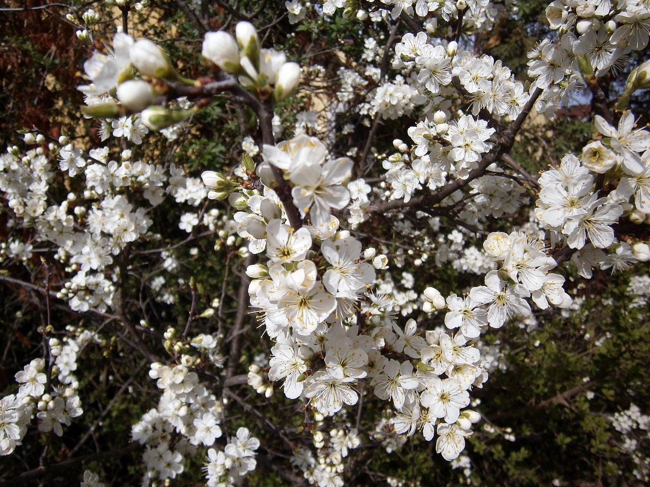 flower  plant  tree free photo