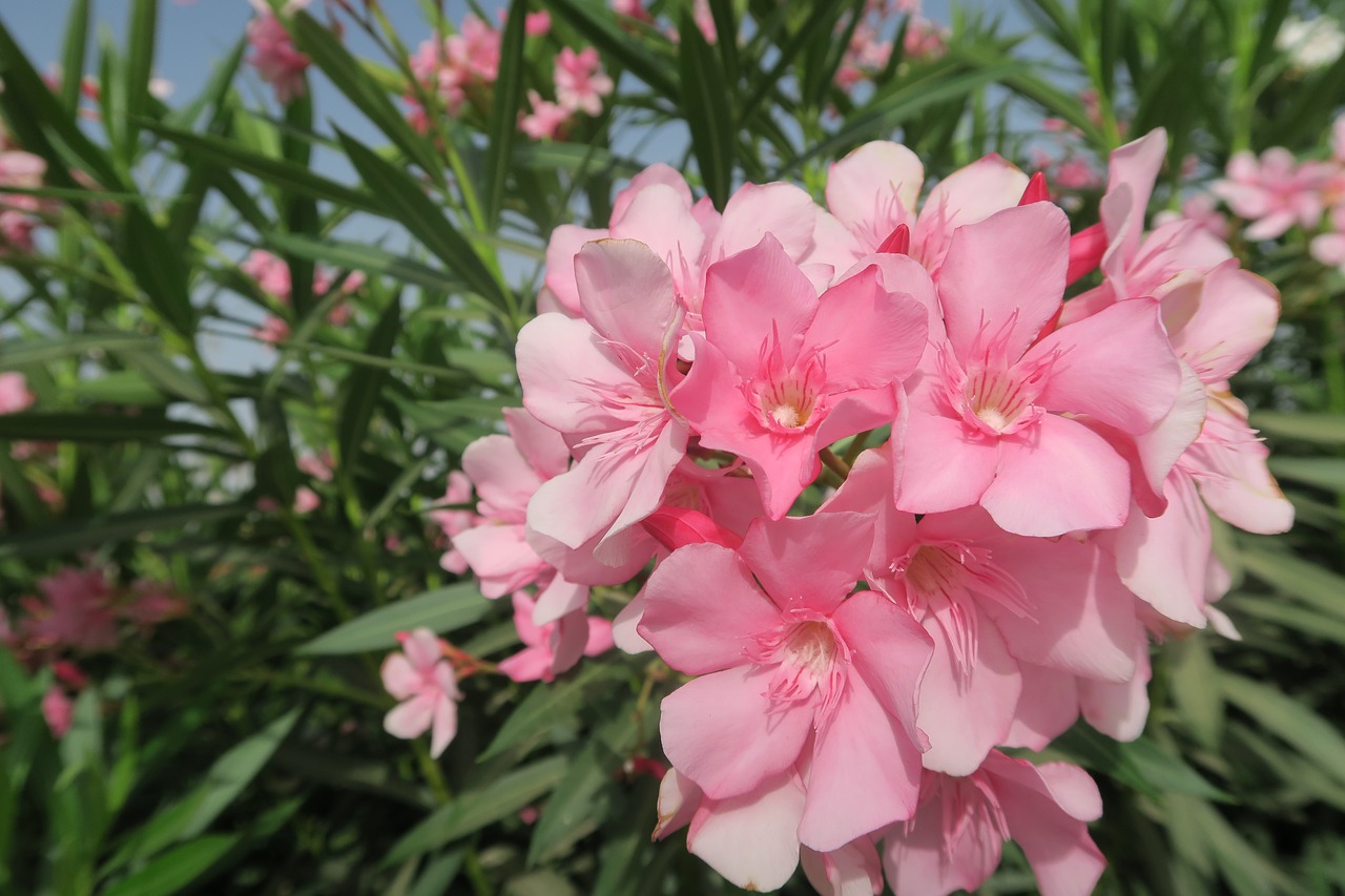 flower  plant  garden free photo