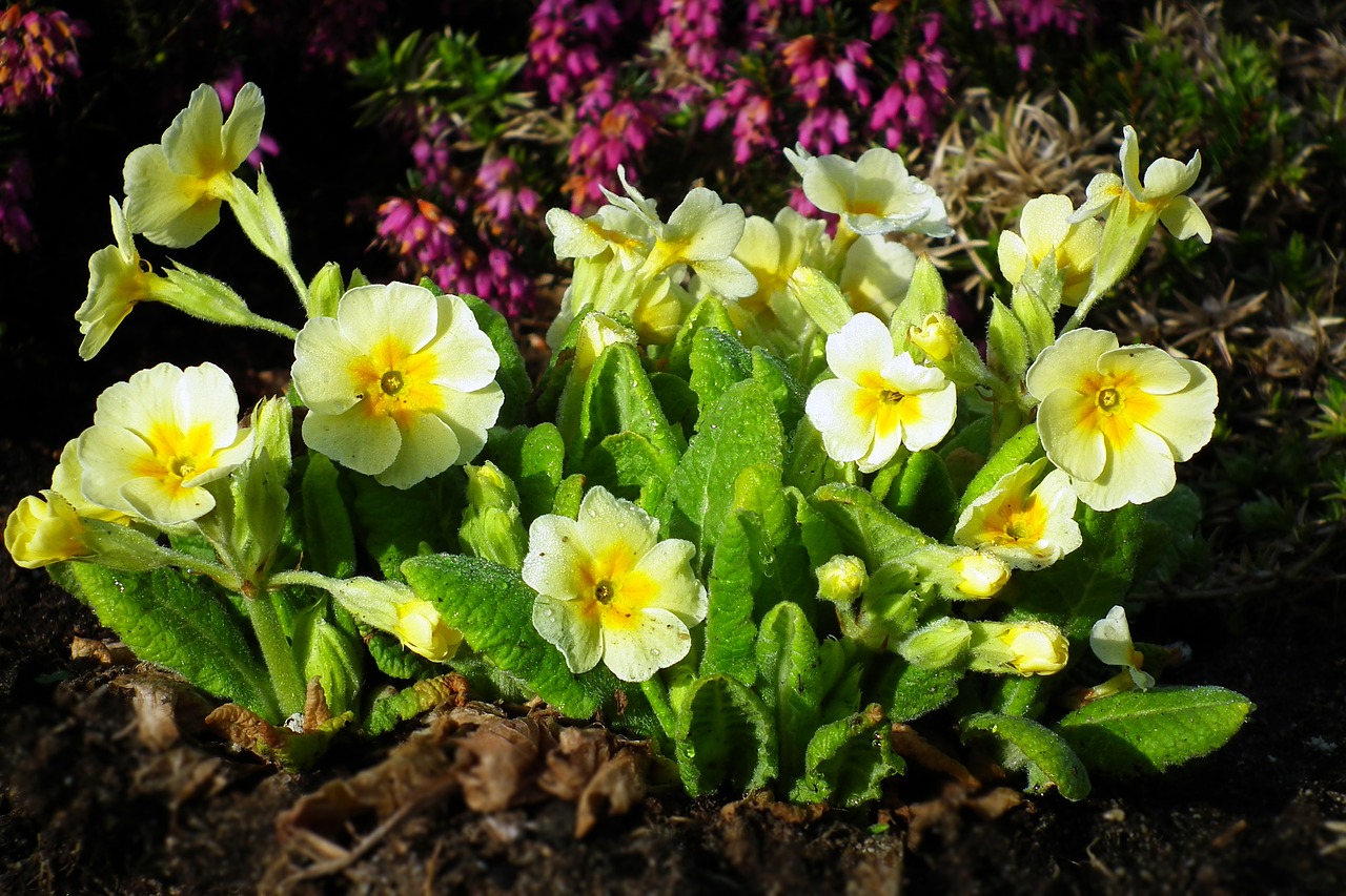 flower  primula  spring free photo