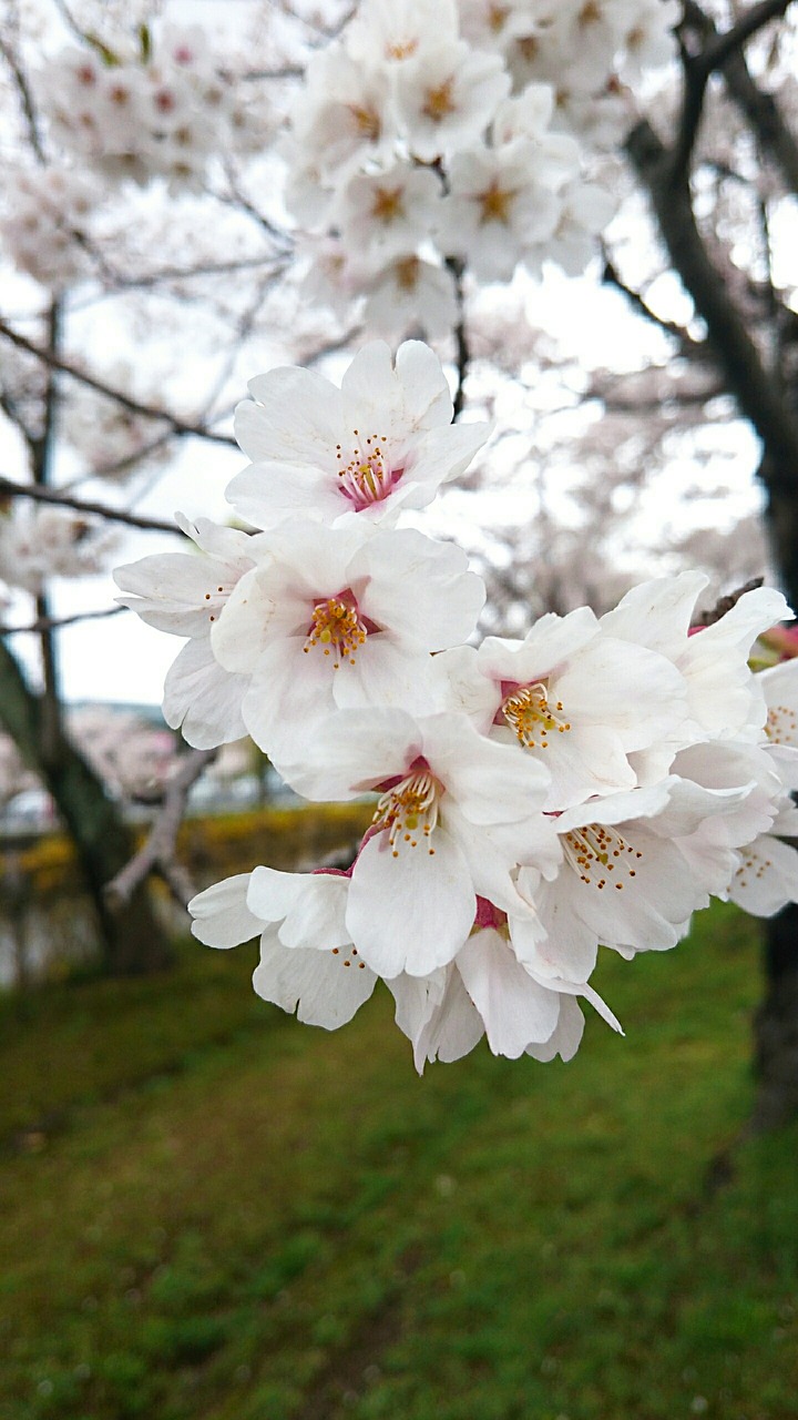 flower  flora  nature free photo