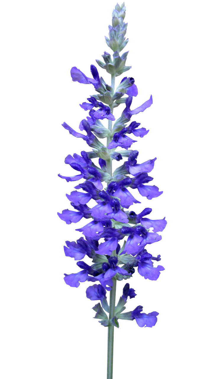 flower  blue  stem free photo