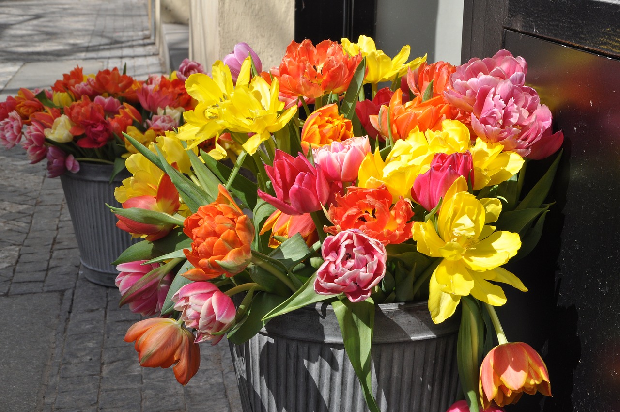 flower  tulip  bouquet free photo