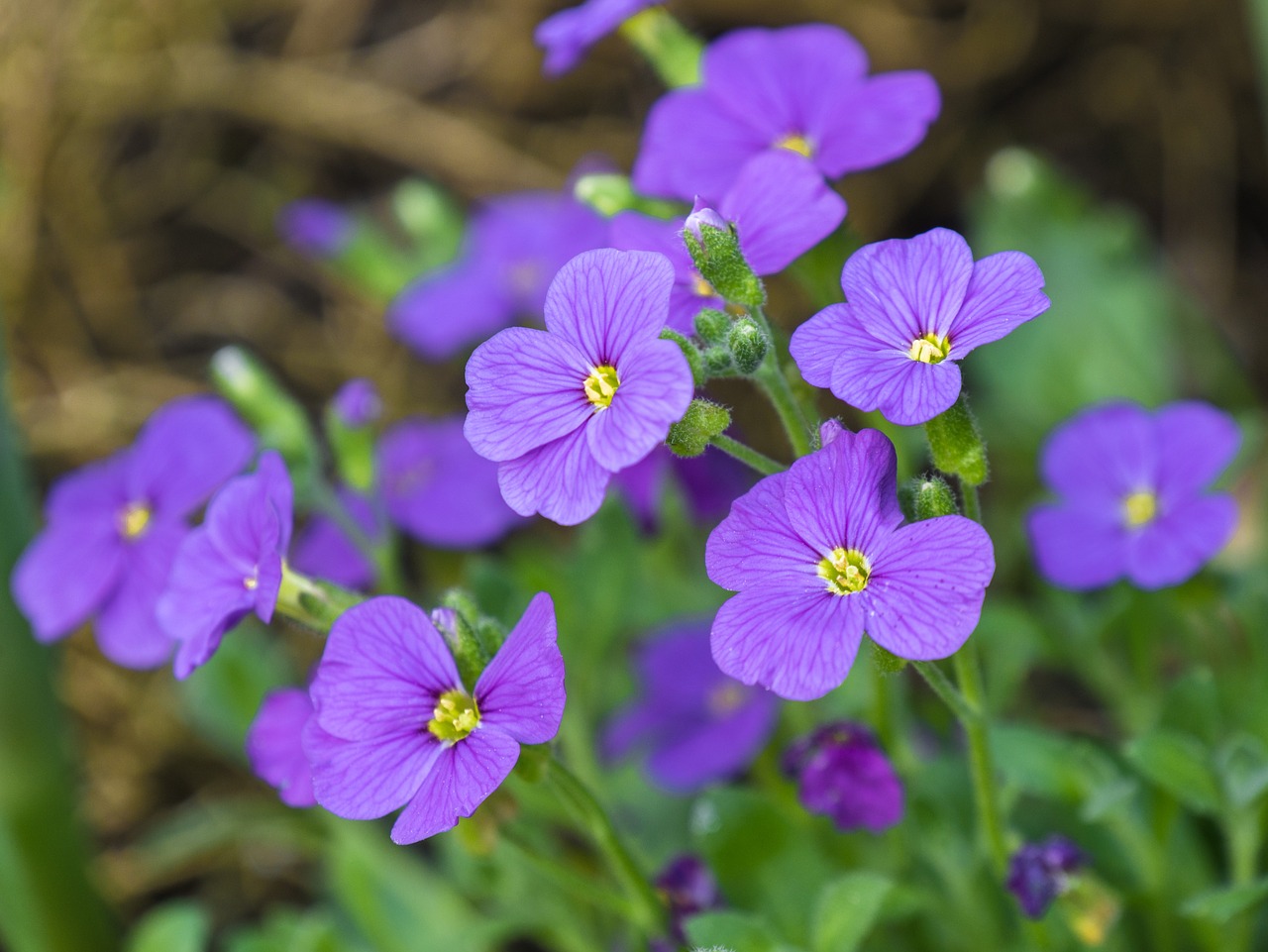 flower  flowers  garden free photo