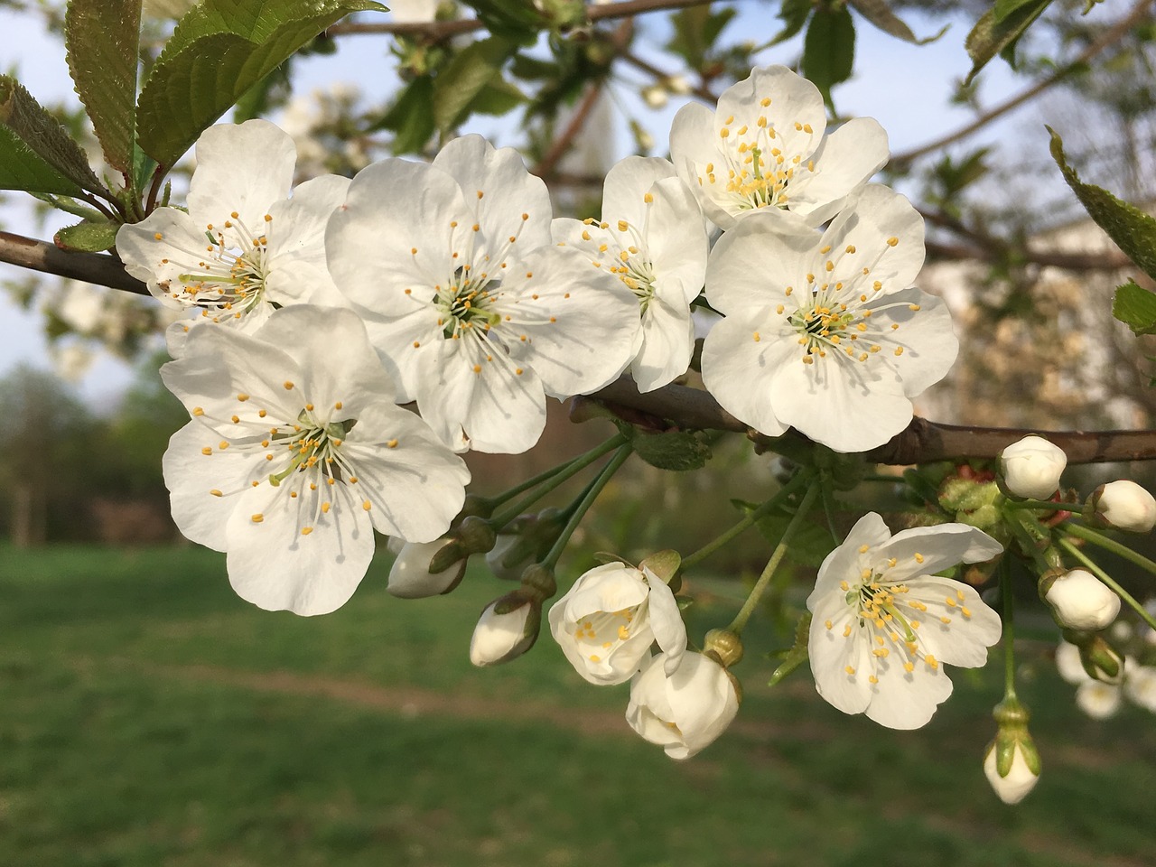 flower  plant  nature free photo