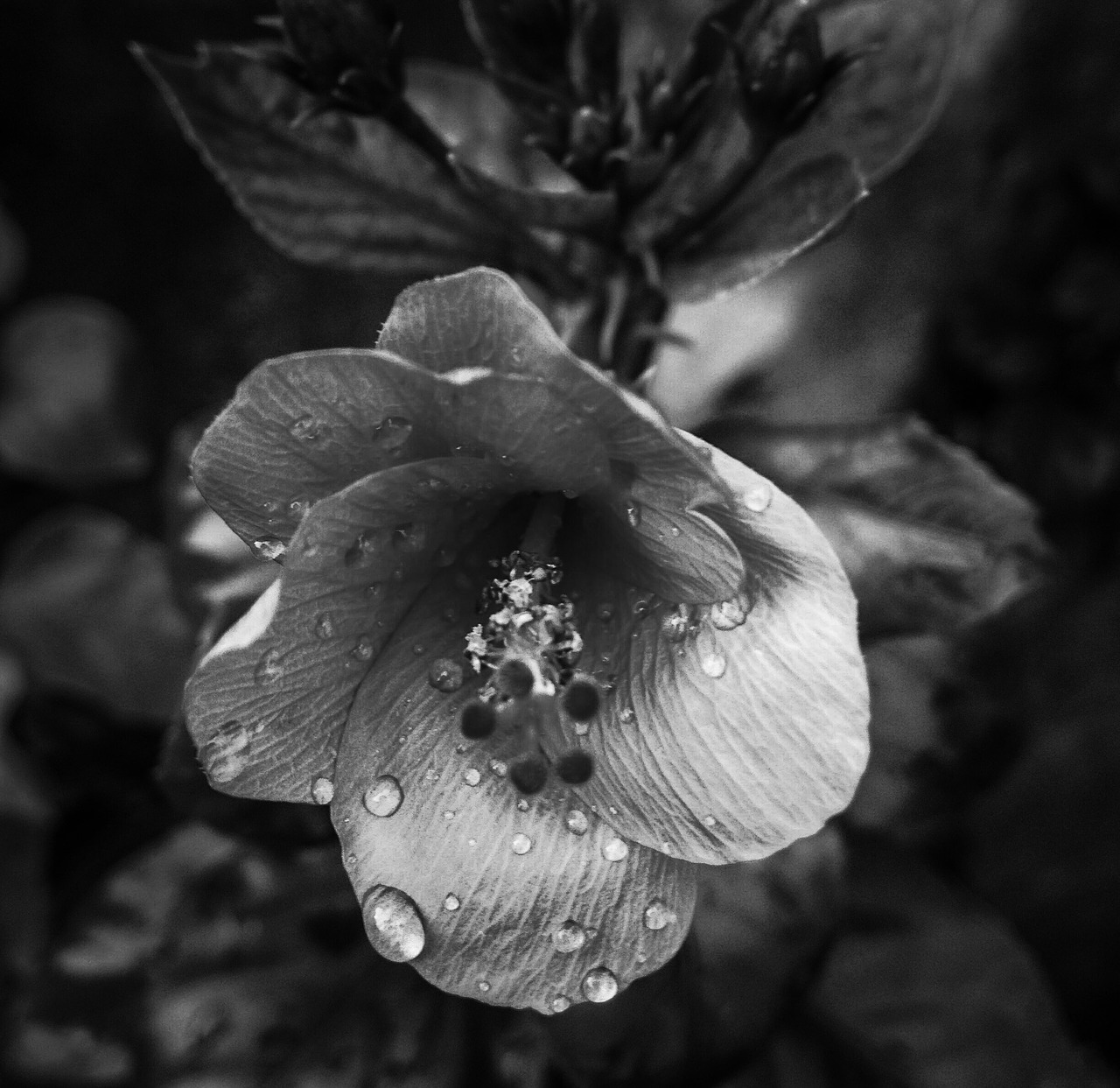 flower  monochrome  leaf free photo