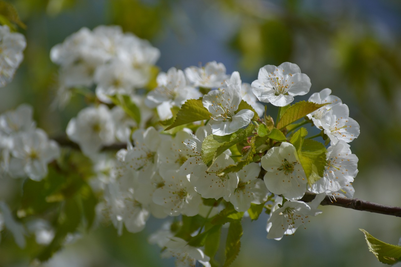 flower  plant  nature free photo